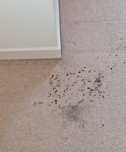 before stain carpet cleaning - Skyline Cleaning